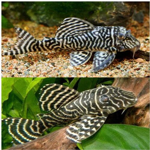 Akvarijum Centar L333 King tiger pleco Cene