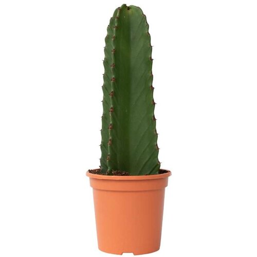 Plant in a Box mleček - euphorbia ingens - višina 40-50cm - ⌀18cm, (21758206) Cene