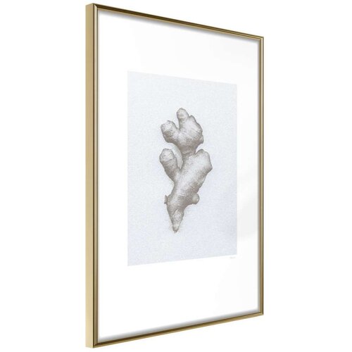  Poster - Ginger Rhizome 40x60 Cijene