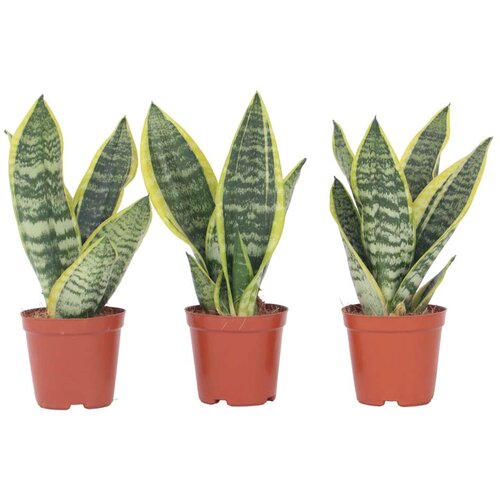 Plant in a Box taščin jezik - 3 kos - sansevieria trifasciata superba - višina 35-40cm - ⌀12cm, (21757915) Cene