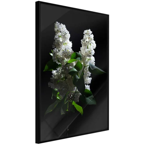  Poster - White Lilac 20x30