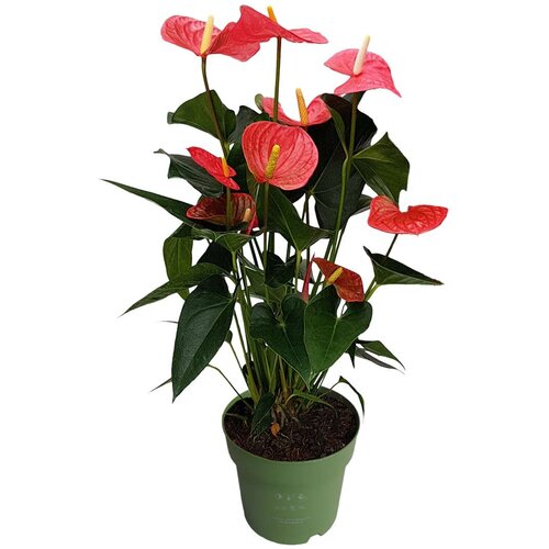 Plant in a Box Flamingovec - Anturij - Anthurium 'Maine Pink' - Višina 55-70cm - ø17cm, (21757894) Cene