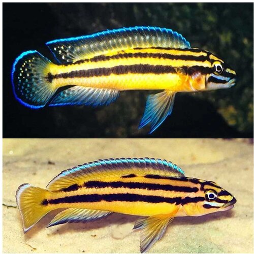 Akvarijum Centar julidochromis regani kipili Cene
