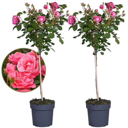 Plant in a Box Rose drevo - 2 kos - Rosa palace 'Topkapi' - Višina 80-100cm - ⌀19cm, (21757522) Cene