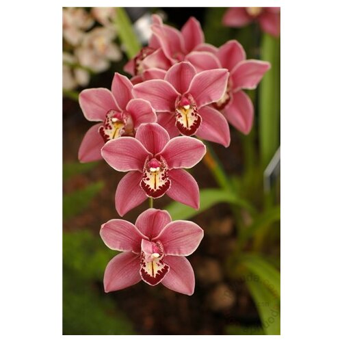 cvetna biljka orhideja cymbidium max fi 14 85 cm 2 ili 3 Slike