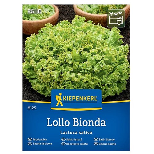 KIEPENKERL Zelenjavna semena Solata Lollo Bionda (Lactuca sativa, Čas žetve: Maj) Cene