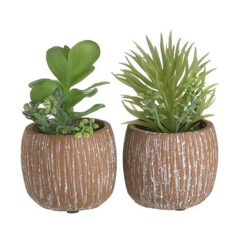  SUKULENT 15CM SORTO Cijene