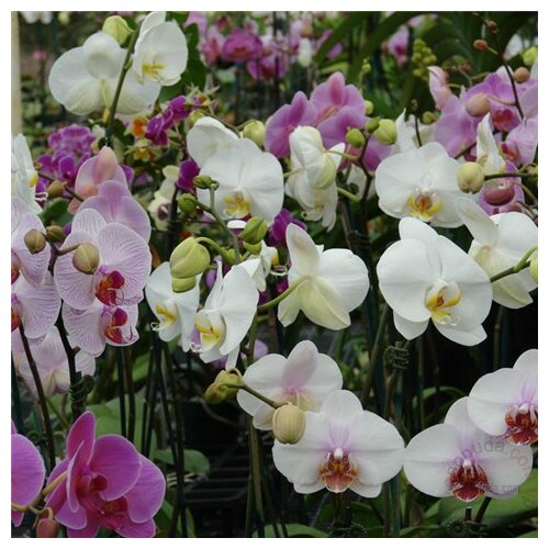 Blumen Royal Garden orhideja phalaenopsis fi 12 Slike