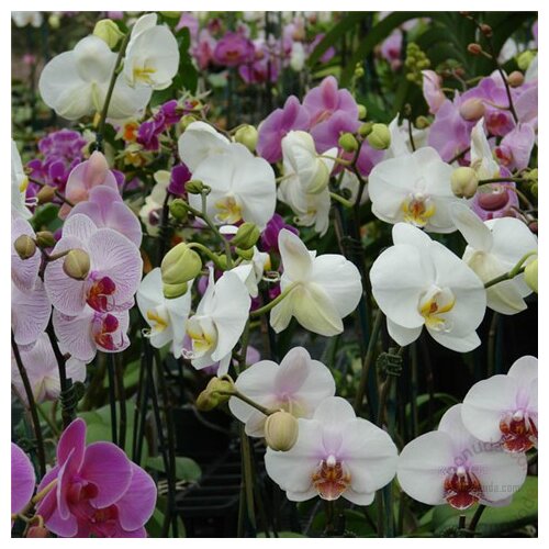 Blumen Royal Garden orhideja orchids mix fi 12 2 stabla Slike