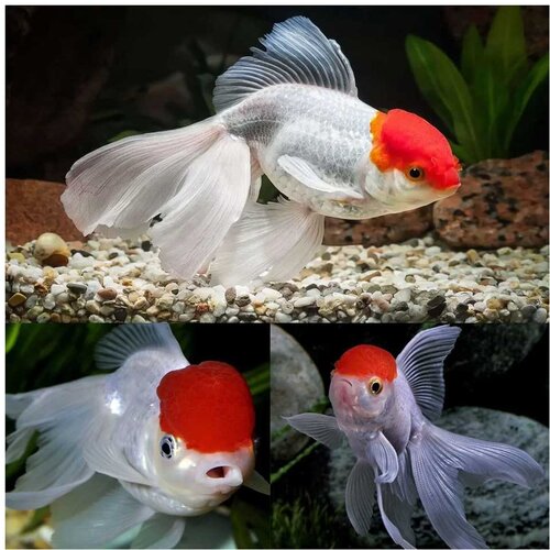 Akvarijum Centar Goldfish red cap Cene