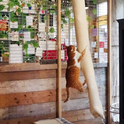 Quapas! Mačja plezalna vreča sisal 180 cm Cene