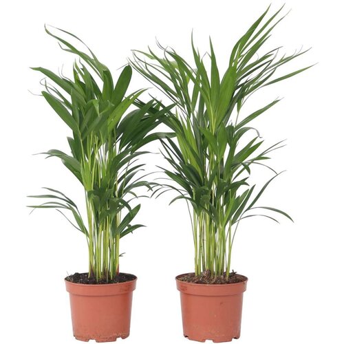 Plant in a Box palma areka - 2 kos - dypsis lutescens - višina 60-70cm - ⌀17cm, (21758241) Cene