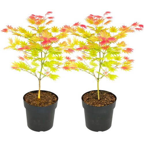 Plant in a Box japonski javor - 2 kos - acer palmatum 'moonrise' - višina 40-50cm - ⌀19cm, (21757432) Cene