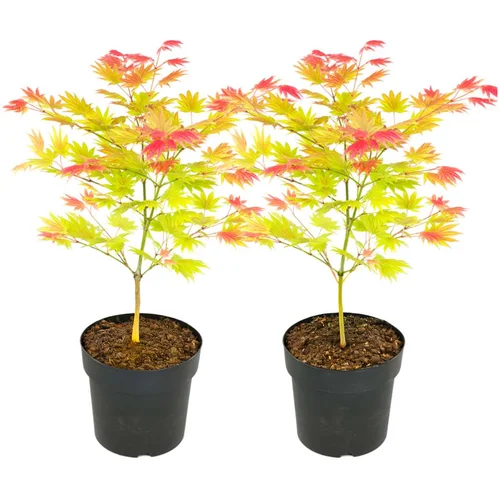 Plant in a Box Japonski javor - 2 kos - Acer palmatum 'Moonrise' - Višina 40-50cm - ⌀19cm, (21757432)