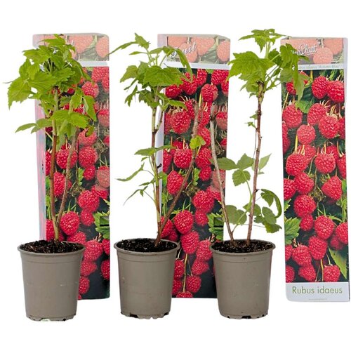 Plant in a Box rastlina maline - 3 kos - rubus ideaus 'autumn bliss' - višina 25-40cm - ⌀9cm, (21757716) Cene