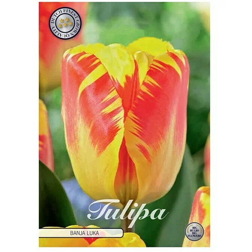  cvjetne lukovice Tulipan Triumph Banja Luka (Botanički opis: Tulipa, Žute boje)