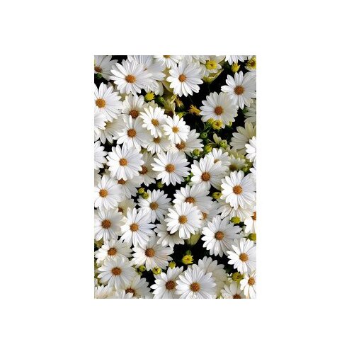 Conceptum Hypnose tepih (80 x 120) HMNT521 Slike