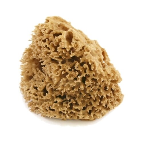 Cose della Natura honeycomb-naravna spužva - majhen, 5-6 g Cene