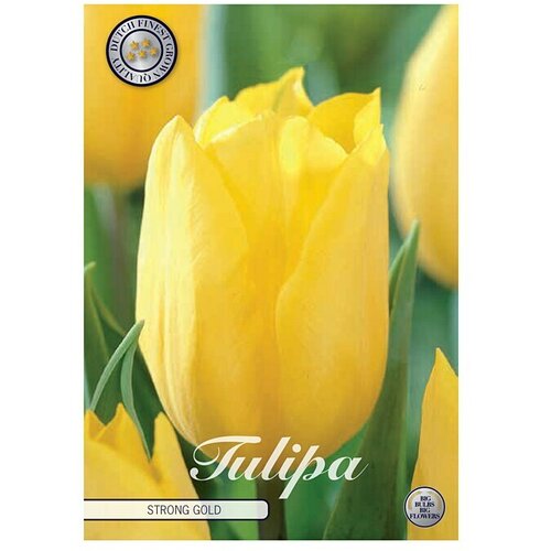  Cvjetne lukovice Tulipan Strong Gold (Žuta, Botanički opis: Tulipa) Slike