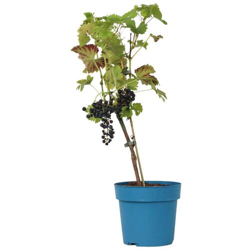 Plant in a Box vinska trta - vitis vinifera 'nero' - višina 60-75cm - ⌀21cm, (21757798) Cene