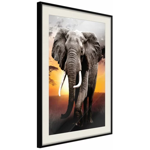  Poster - Majestic Elephant 40x60