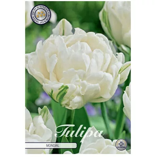  Cvjetne lukovice Double Early Mondial (Bijela, Botanički opis: Tulipa)