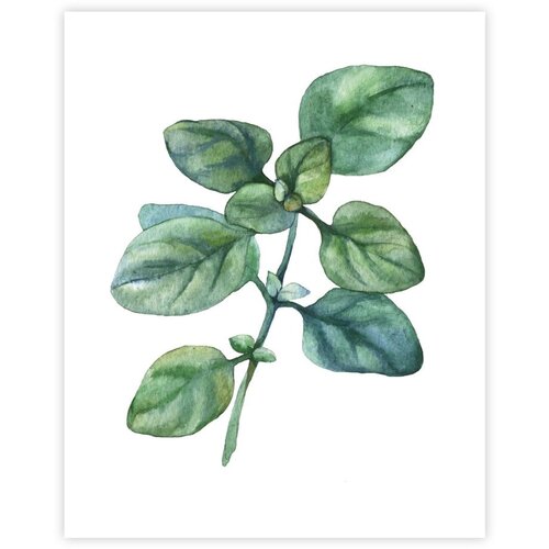 knor Plakat 40x50 cm Cene
