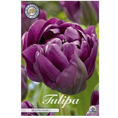  Cvjetne lukovice Tulipan Negrita Double (Ljubičasta, Botanički opis: Tulipa) Cijene