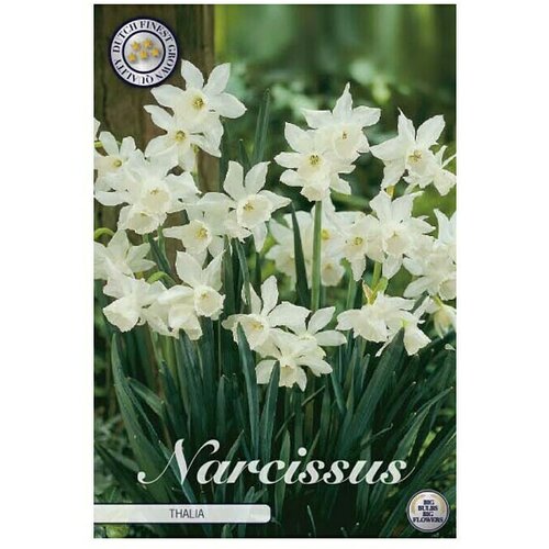  Cvjetne lukovice Narcisa Botanical Thalia (Bijela, Botanički opis: Narcissus) Cijene