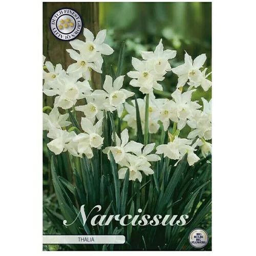  Cvjetne lukovice Narcisa Botanical Thalia (Bijela, Botanički opis: Narcissus)