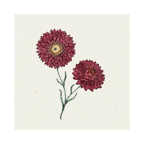 Jora Dahl Slamnik Helichrysum Bracteatum &amp;quot;Scarlet&amp;quot; Slike
