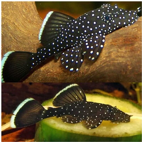 Akvarijum Centar L183 pleco Cene