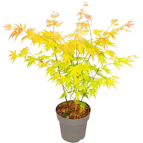 Plant in a Box japonski javor - acer palmatum 'orange dream' - višina 35-55cm - ⌀15cm, (21814283) Cene