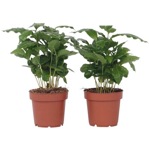Plant in a Box Arabski kavovec - 2 kos - Coffea arabica - Višina 25-40cm - ⌀12cm, (21758081) Cene
