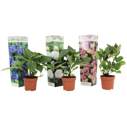 Plant in a Box hortenzija - 3 kos - hydrangea macrophylla - višina 25-40cm - ⌀9cm, (21757708) Cene