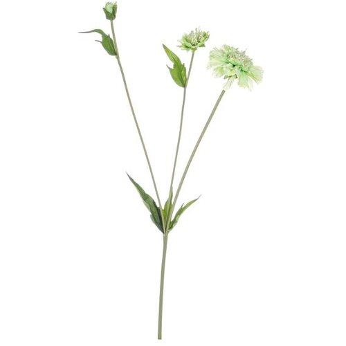  SKABIOZA 51CM ZELENA Cijene