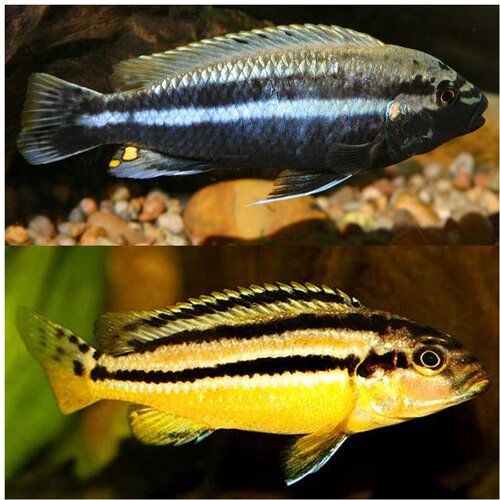 Akvarijum Centar Auratus cichlid Cene