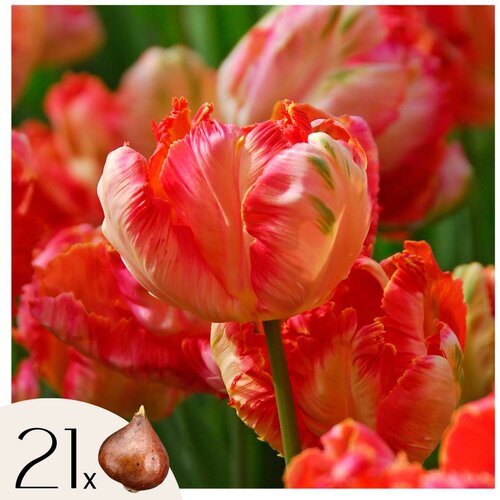 Plant in a Box Tulipani čebulice - 21 kos - Tulipa 'Apricot Parrot' - Cvetne čebulice - Roza, (21755617) Cene