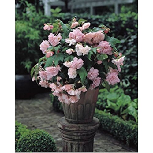 Royal De Ree Lukovica Begonija - Begonia Cascade Mix 3/1 Cene