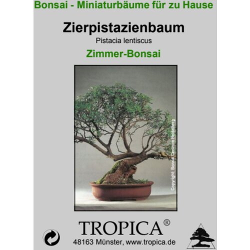  Mastika - sobni bonsaj - 25 zrn. Cene