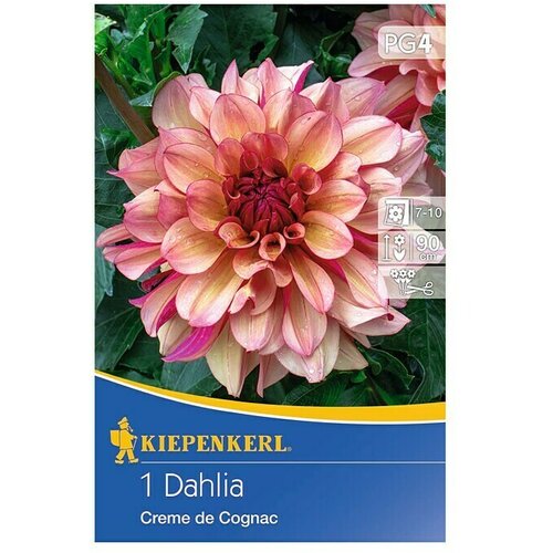 KIEPENKERL Lukovice jesenskog cvijeća (Dalija 'Creme de Cognac', 1 Kom.) Cijene