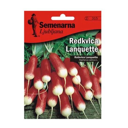 Semenarna KORENOVKA REDKVICA LANQUETTE V MALI VREČICI Slike