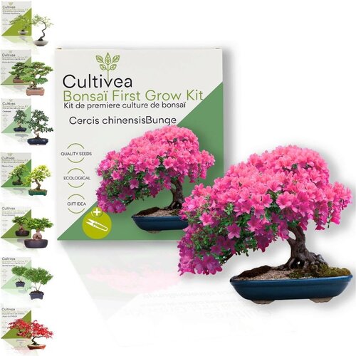  Set za gojenje bonsajev "Cercis Chinensis" - 1 set. Cene
