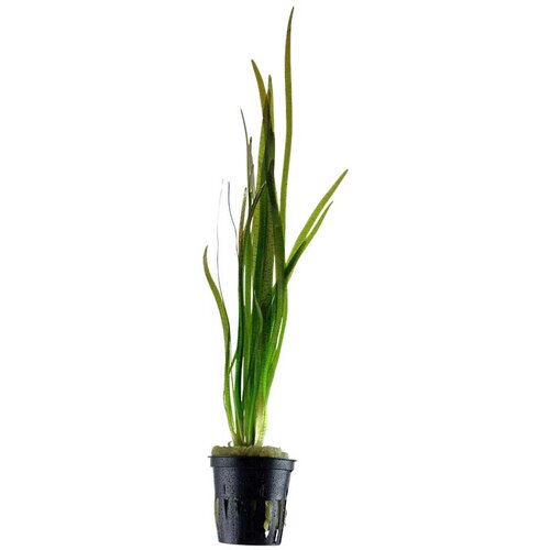 Rainforest Vallisneria spiralis Cene