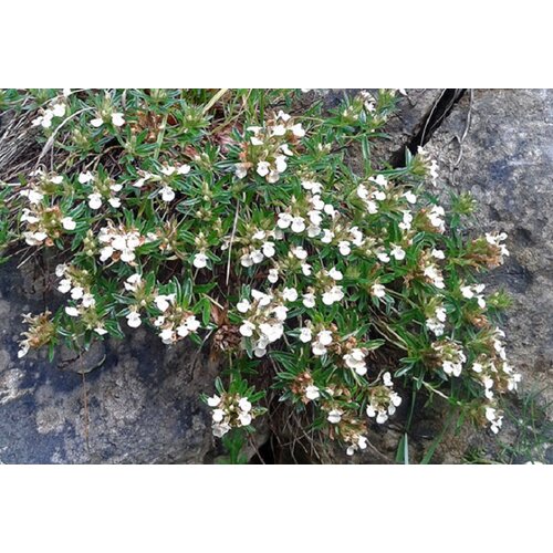 Adonis Čaj iva herba, 50g Cene
