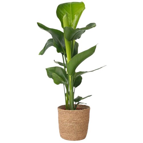 Plant in a Box Strelicija - Strelitzia nicolai - Vi&amp;scaron;ina 55-70cm - ⌀17cm, (21758249) Slike