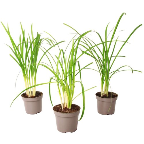 Plant in a Box česnova trava - 3 kos - tulbaghia violacea - višina 15-25cm - ⌀9cm, (21757820) Cene