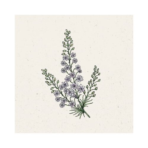 Jora Dahl Delphinium Consolida "Fancy Smokey Eyes" - Rittersporn Cene