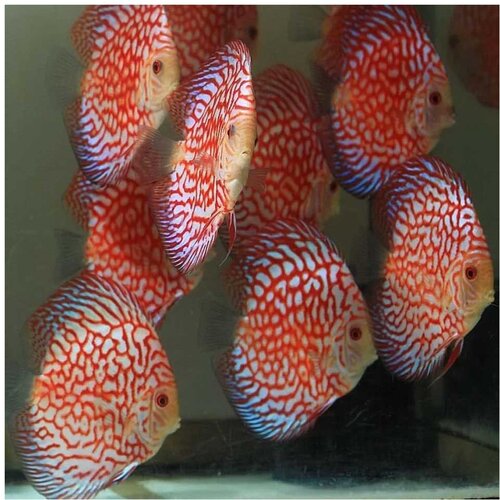 Akvarijum Centar red pidgeon blood discus Cene