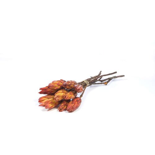 Plant in a Box posu&amp;scaron;eno cvetje - 5 kos - bouquet &amp;#039;protea pendula red&amp;#039; - &amp;scaron;opek, (21758334) Slike